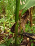 Canna indica (77)