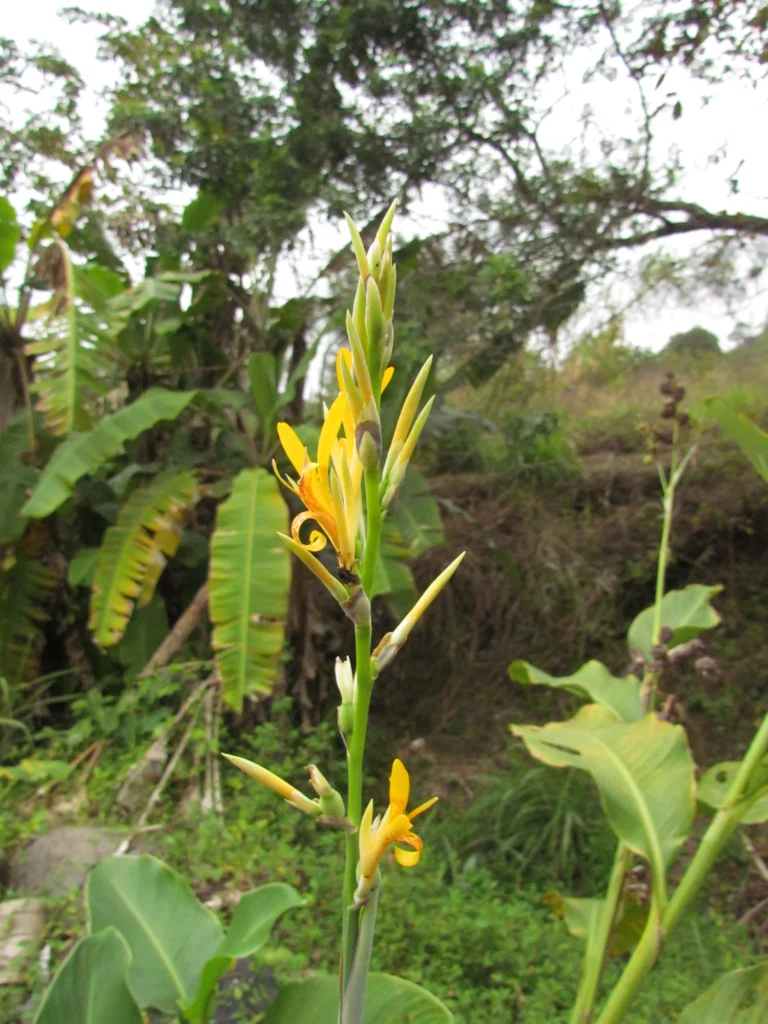 Canna indica (76)