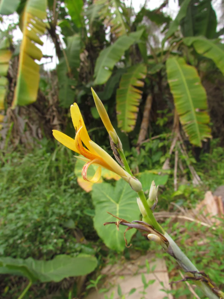 Canna indica (73)