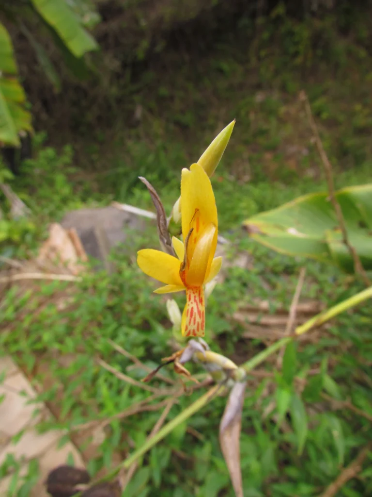 Canna indica (69)