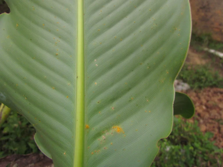 Canna indica (67)