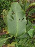 Canna indica (64)