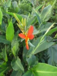 Canna indica (51)