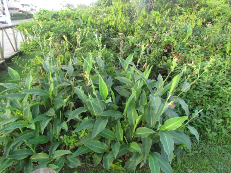 Canna indica (50)
