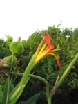 Canna indica (49)