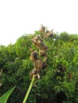 Canna indica (48)
