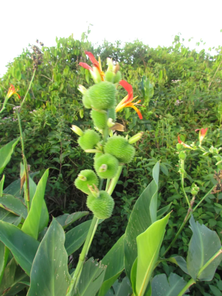 Canna indica (47)