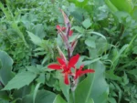 Canna indica (43)