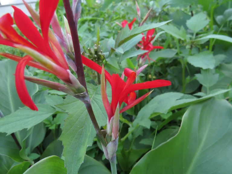 Canna indica (42)