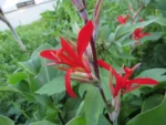 Canna indica (41)