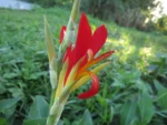 Canna indica (36)