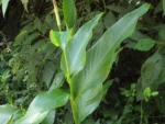 Canna indica (29)
