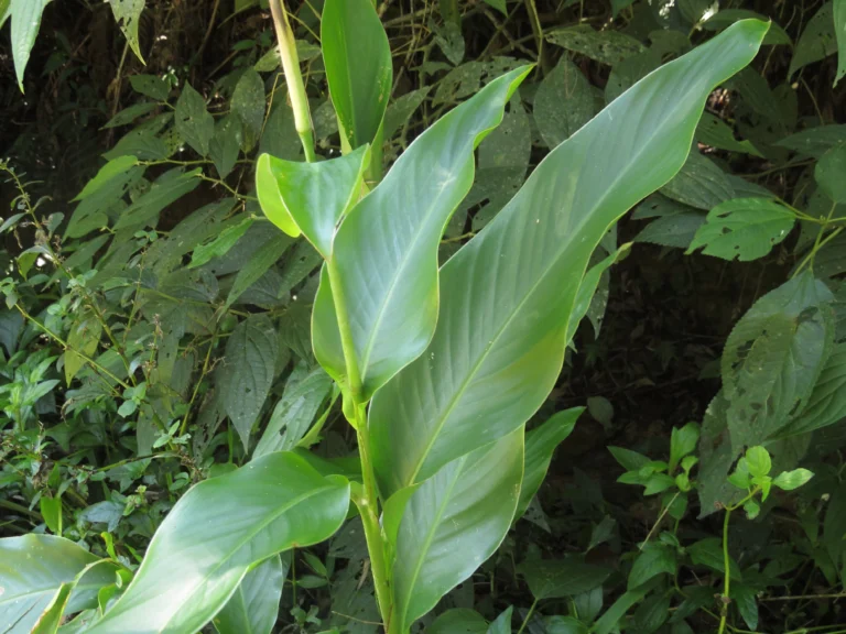 Canna indica (29)