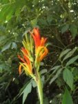 Canna indica (27)