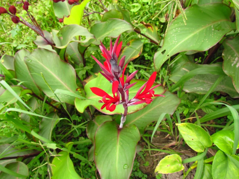 Canna indica (22)