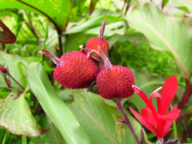 Canna indica (21)