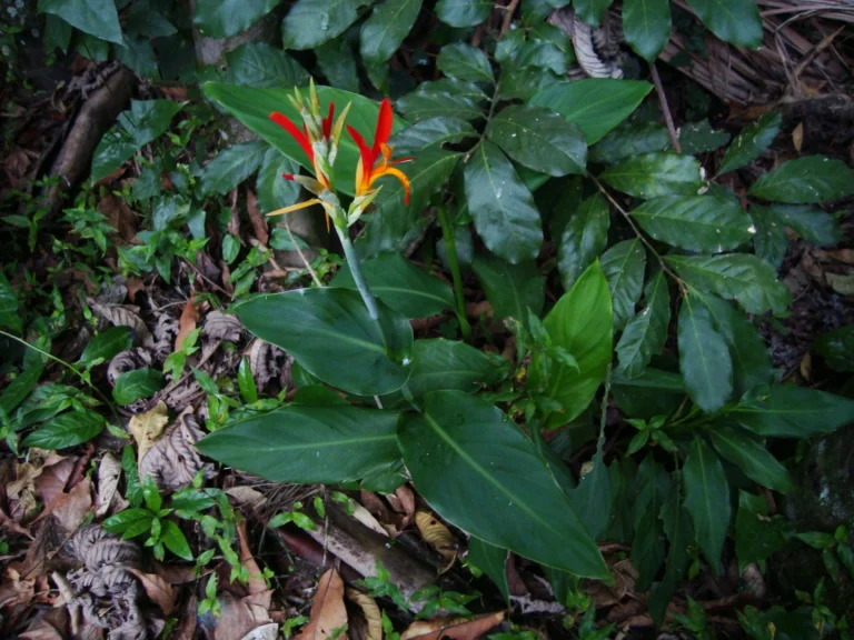 Canna indica (18)