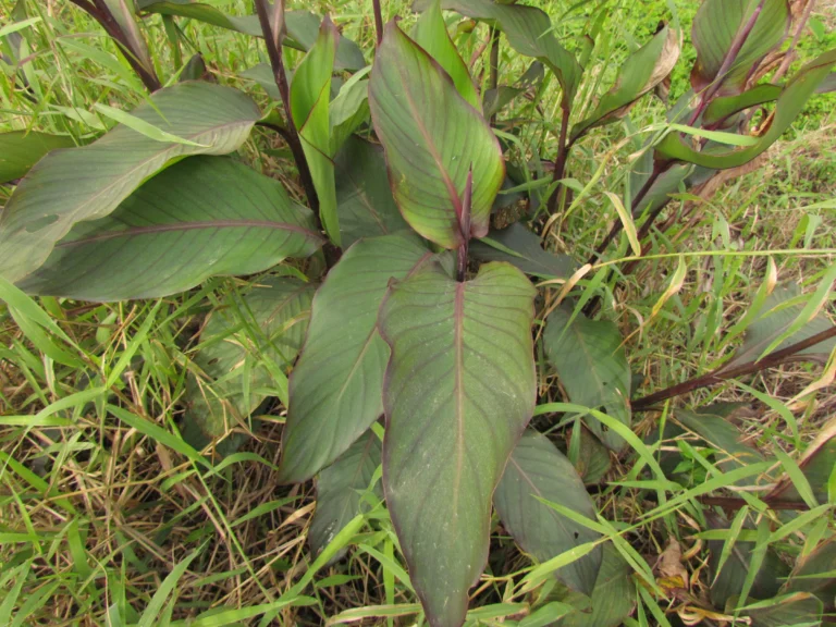 Canna indica (10)