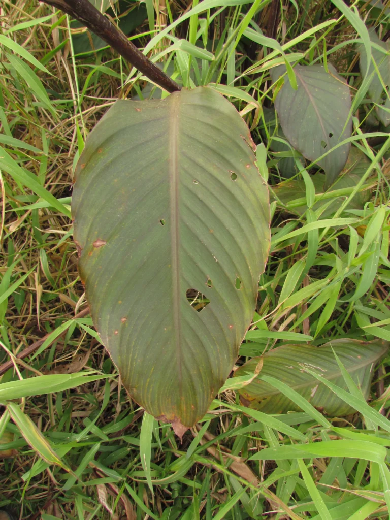 Canna indica (9)