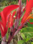 Canna indica (7)