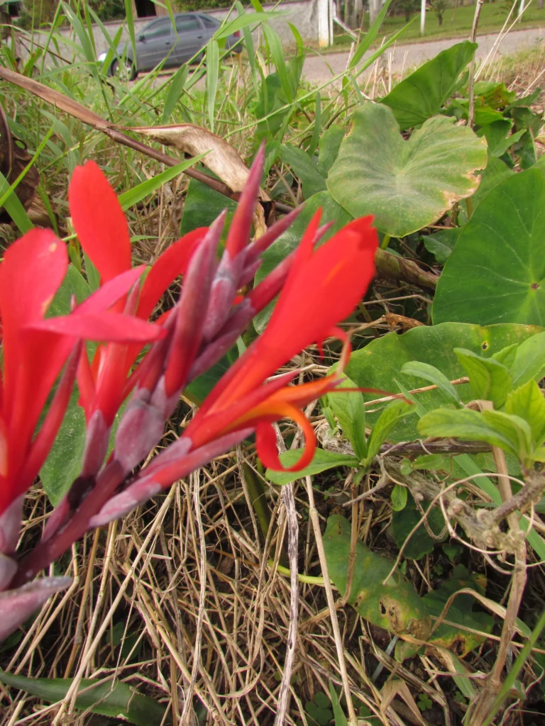 Canna indica (5)