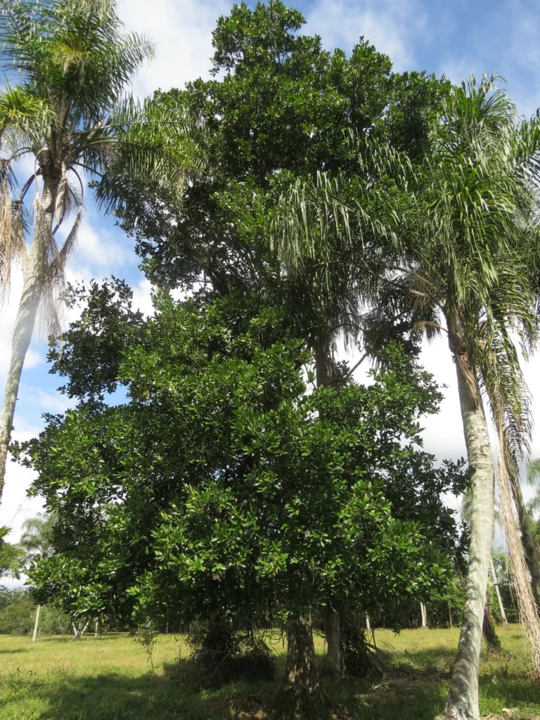 Calophyllum (27)