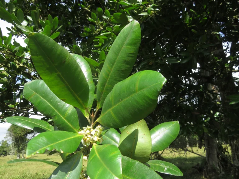 Calophyllum (25)