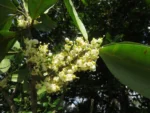 Calophyllum (21)