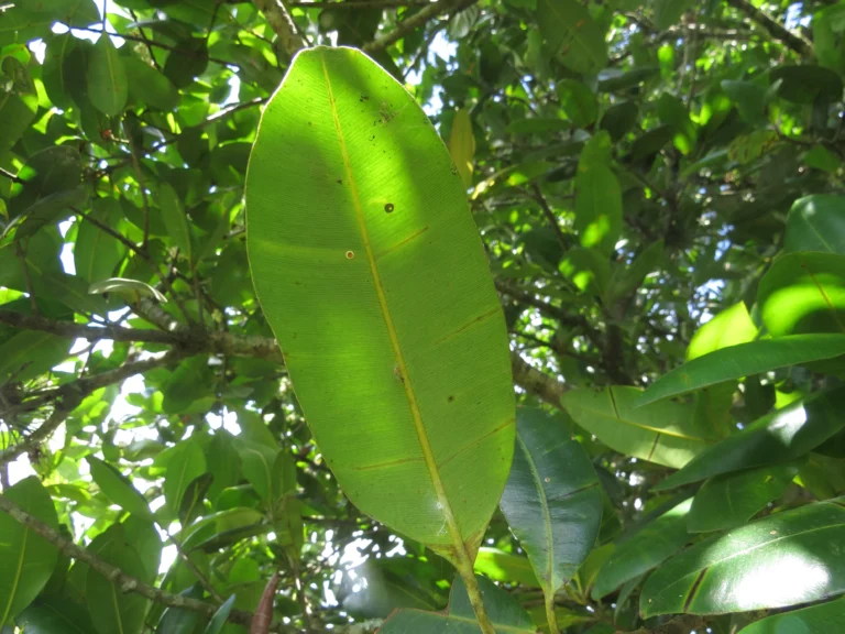 Calophyllum (20)