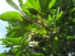Calophyllum (15)