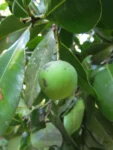 Calophyllum (12)