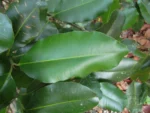 Calophyllum (4)