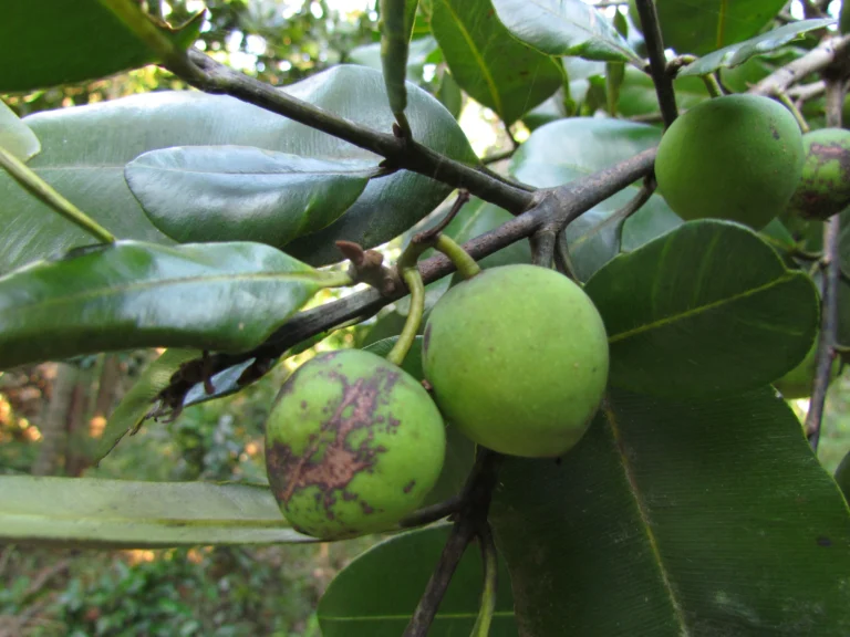Calophyllum (1)