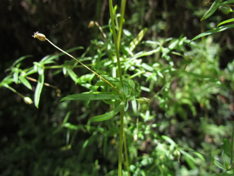 Arenaria lanuginosa (8)