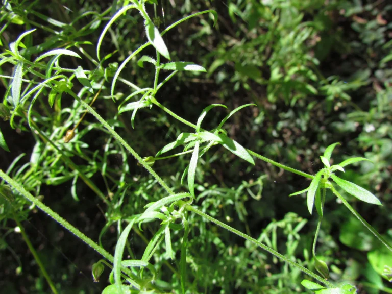 Arenaria lanuginosa (6)