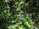 Arenaria lanuginosa (2)