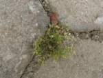 Arenaria groelandica (10)