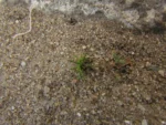 Arenaria groelandica (9)