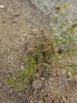Arenaria groelandica (8)