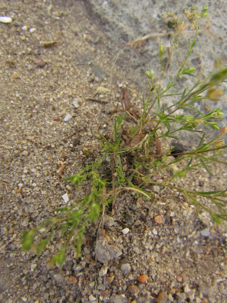 Arenaria groelandica (8)
