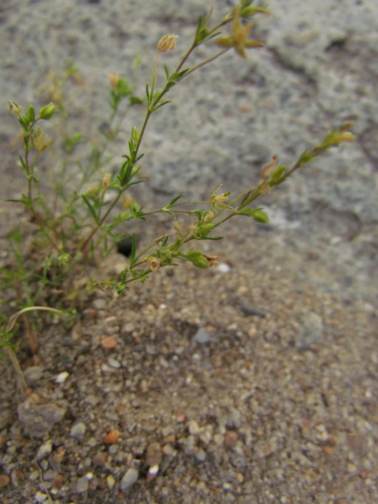 Arenaria groelandica (7)