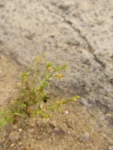 Arenaria groelandica (4)