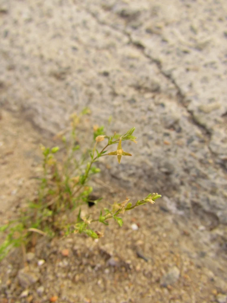 Arenaria groelandica (4)