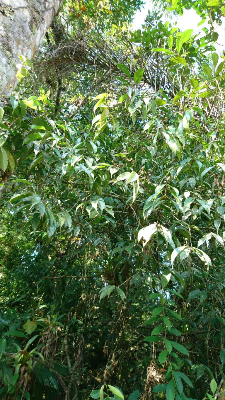 CM190618-132653003