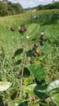 IMG-20190617-WA0004