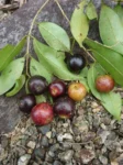 IMG-20180930-WA0009