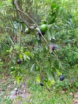 IMG_20210309_075915