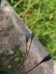 Wahlenbergia marginata (7)