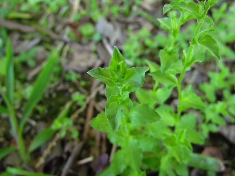 Triodanis biflora (21)