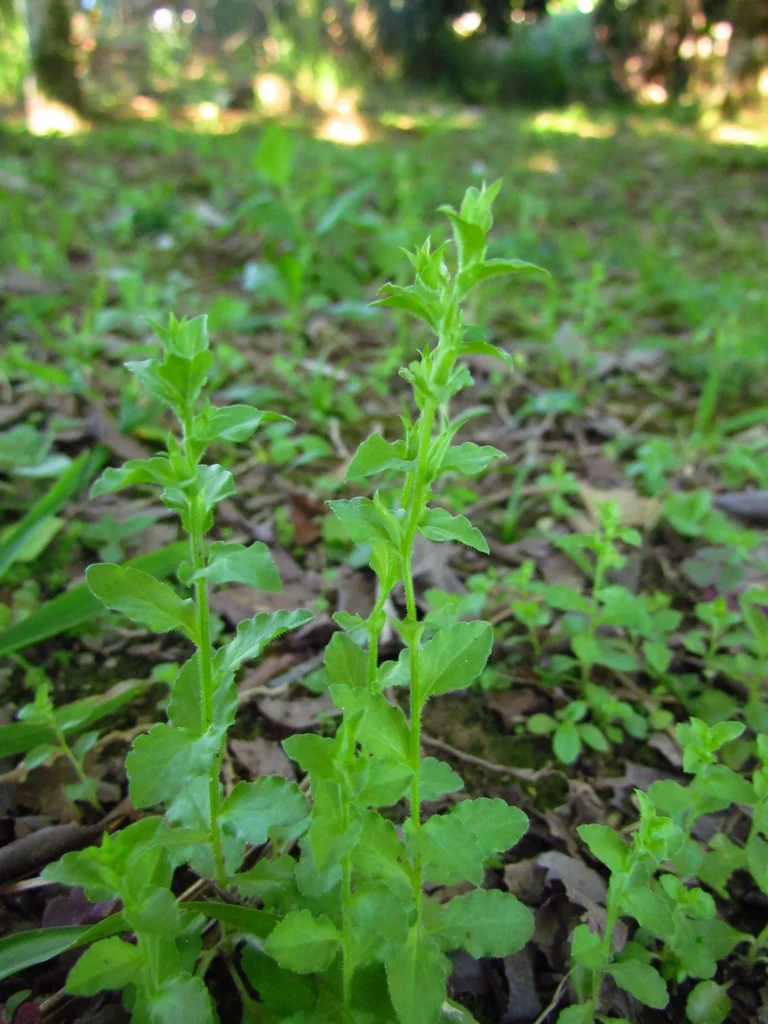 Triodanis biflora (20)